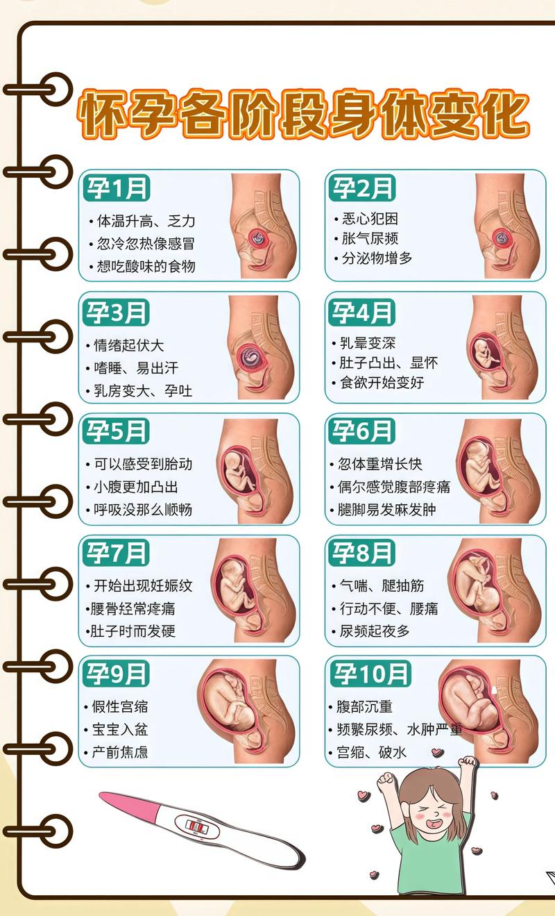 揭秘供卵代孕妈妈怀孕小腹分两节，孕期变化的奥秘拉萨代生机构: